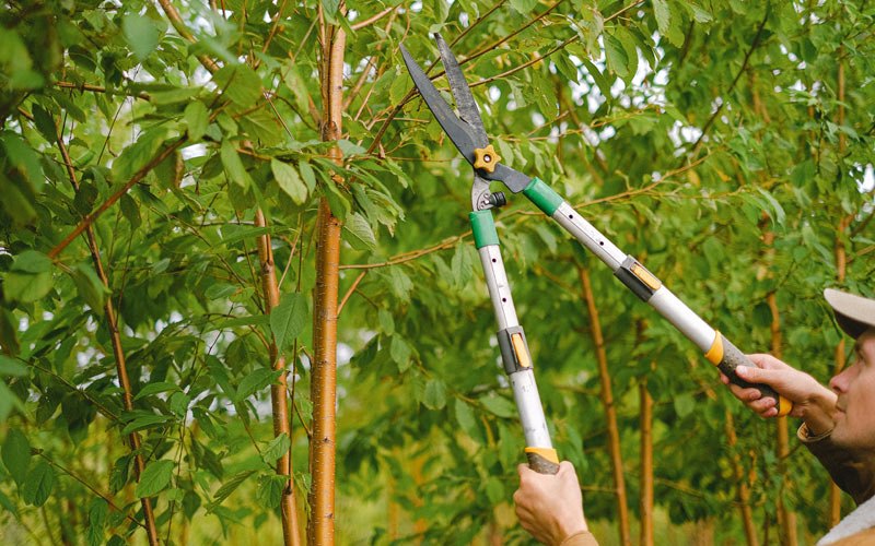 Tree trimming in Tustin, CA